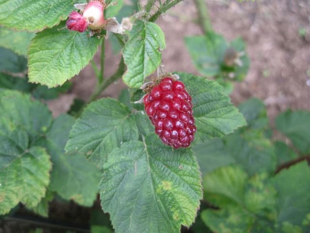 Tayberry 'Buckingham'