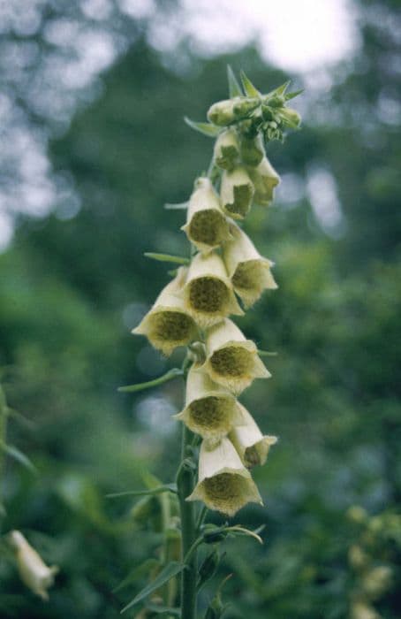 large yellow foxglove