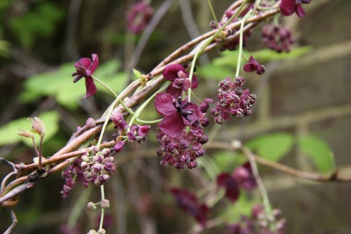 five-leaf akebia