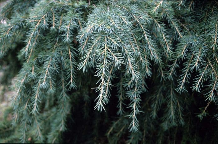 deodar 'Feelin' Blue'