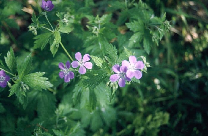 wood cranesbill 'Mayflower'