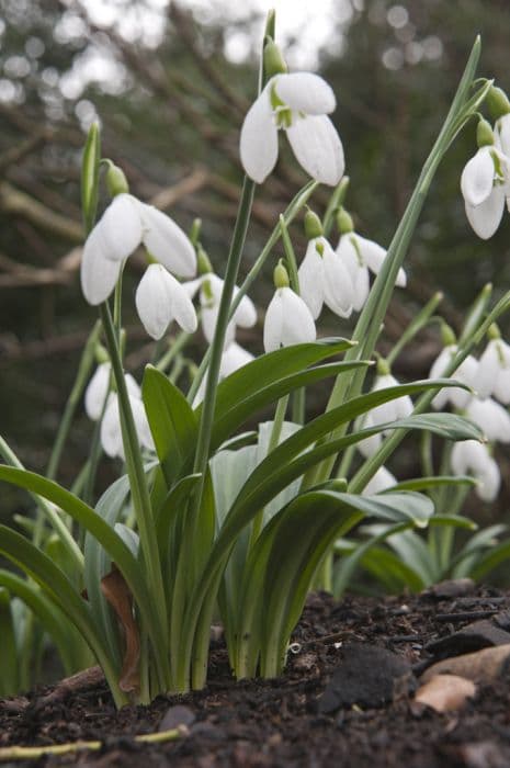 snowdrop 'Henham No. 1'