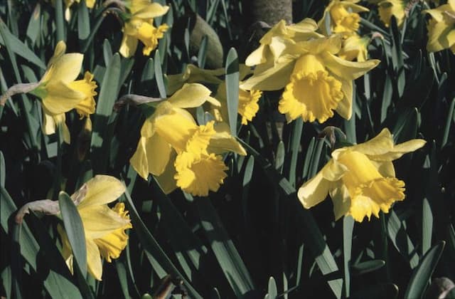 Daffodil 'Rijnveld's Early Sensation'