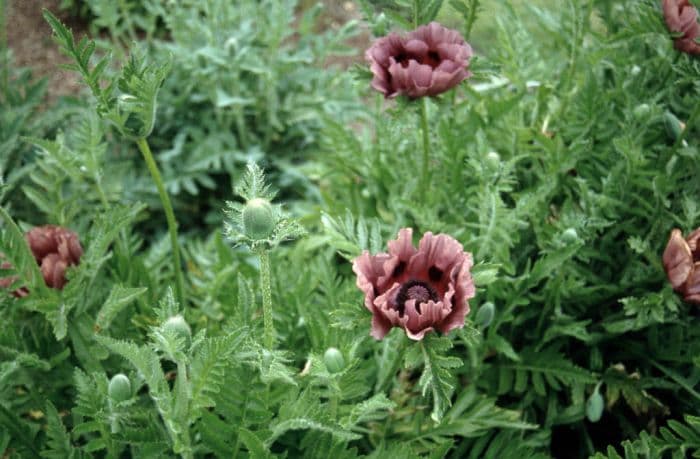 oriental poppy 'Patty's Plum'