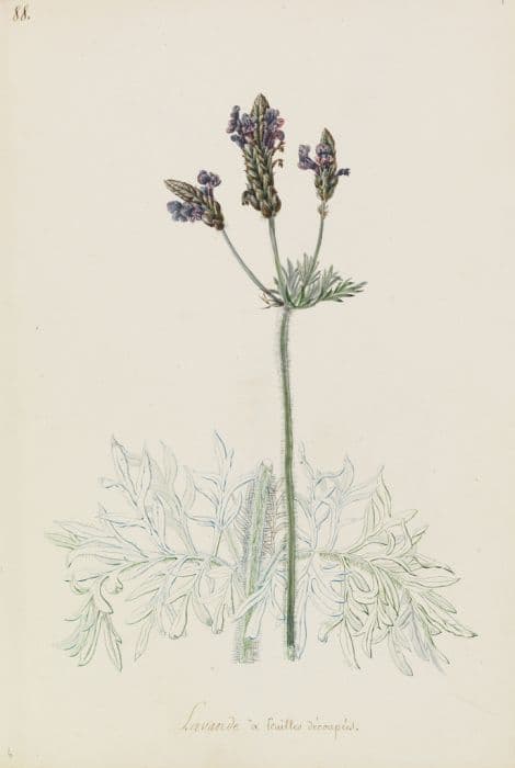 Egyptian lavender