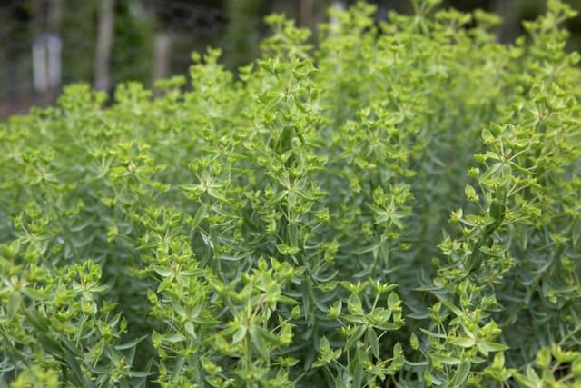 Little fir spurge