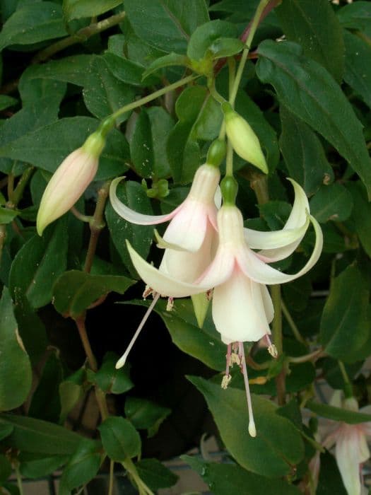 fuchsia 'Katrina Thompsen'