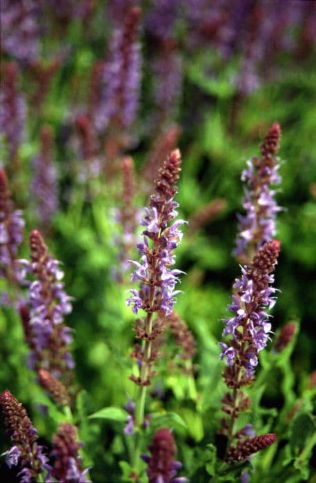 wood sage 'Blauhügel'