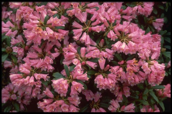 rhododendron 'Razorbill'