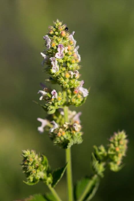 catmint