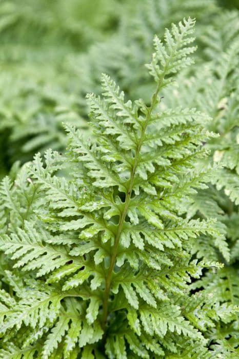 hybrid polypody 'Cornubiense'