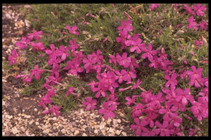 phlox 'Crackerjack'