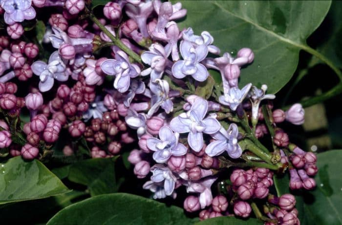 lilac 'Firmament'