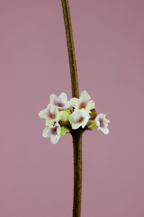 honeysuckle 'Daphnis'