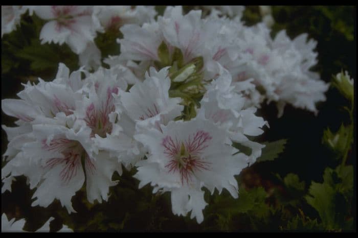 pelargonium 'Askham Fringed Aztec'