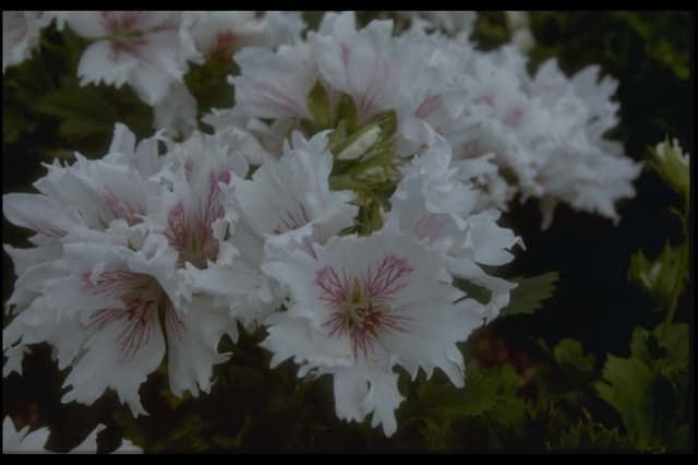 Pelargonium 'Askham Fringed Aztec'