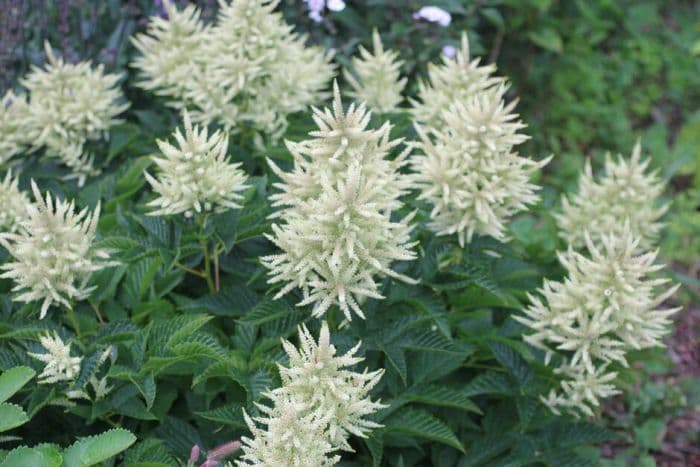 goat's beard 'Sparkles'