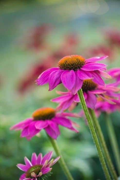 Purple coneflower