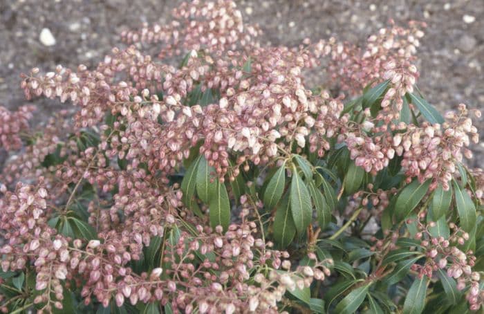 pieris 'Blush'