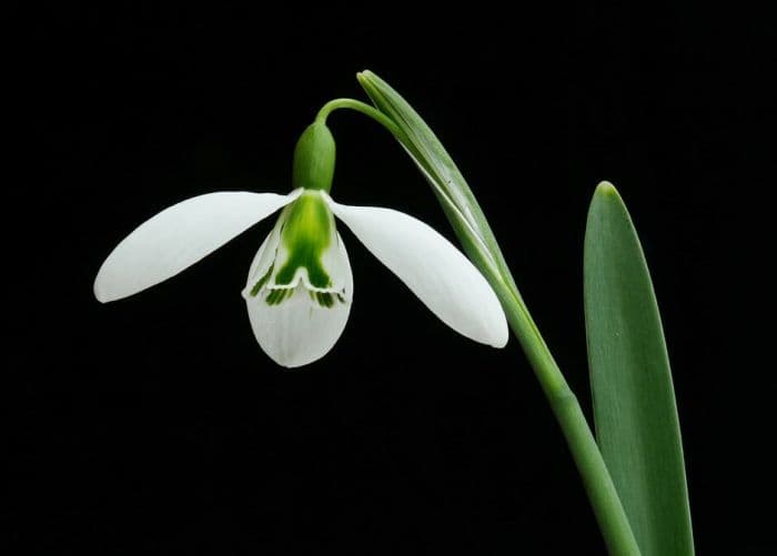 snowdrop 'John Gray'