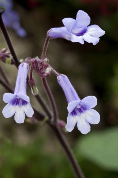 Wendland Cape primrose