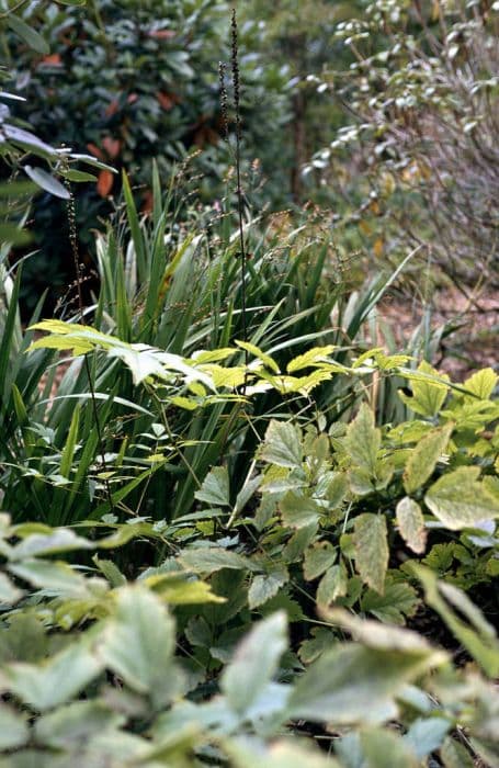 American bugbane