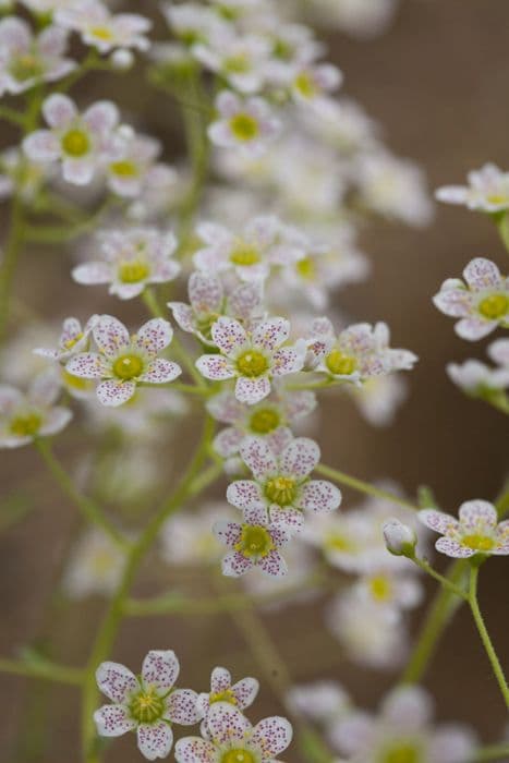 Lifelong saxifrage