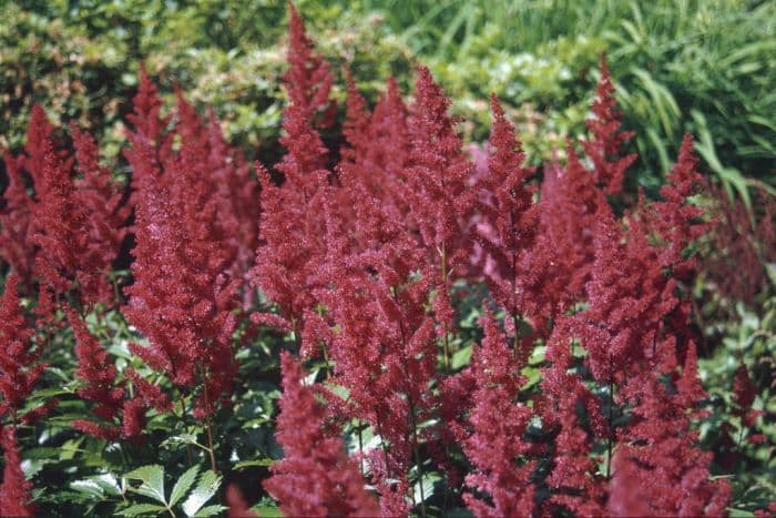 astilbe 'Fanal'