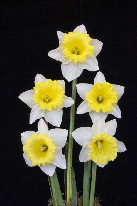 daffodil 'Georgie Boy'