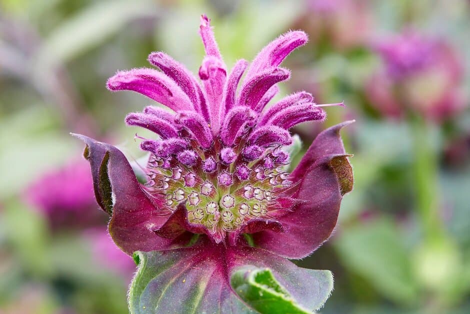 Scarlet Beebalm 'Monard0039'