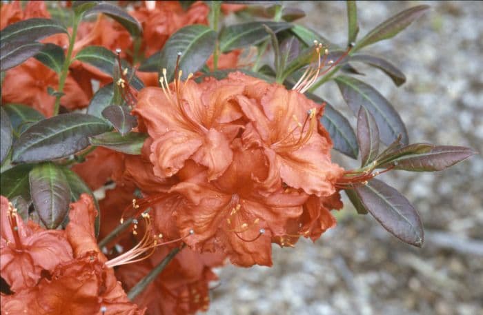 rhododendron 'Fireball'