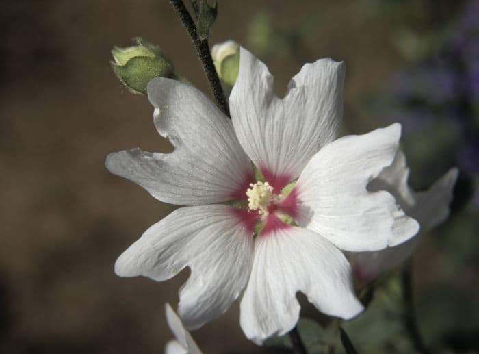 tree mallow 'Lisanne'