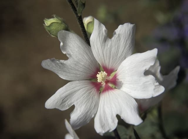 Tree mallow 'Lisanne'