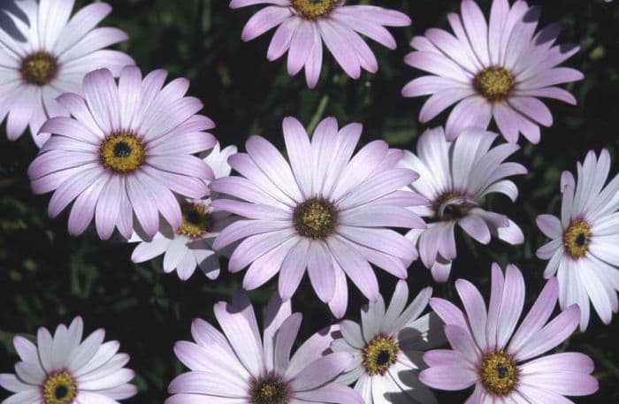 African daisy 'Lady Leitrim'