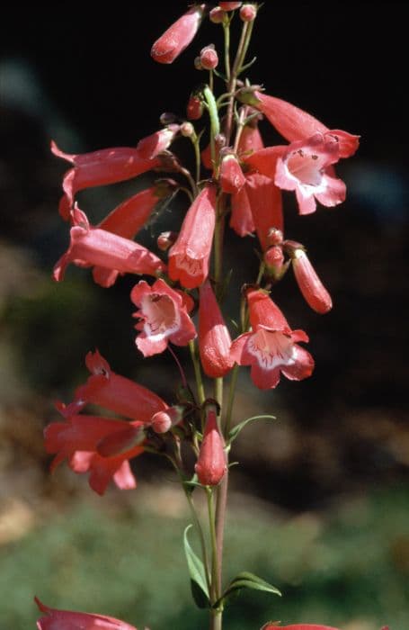 penstemon 'Southgate Gem'