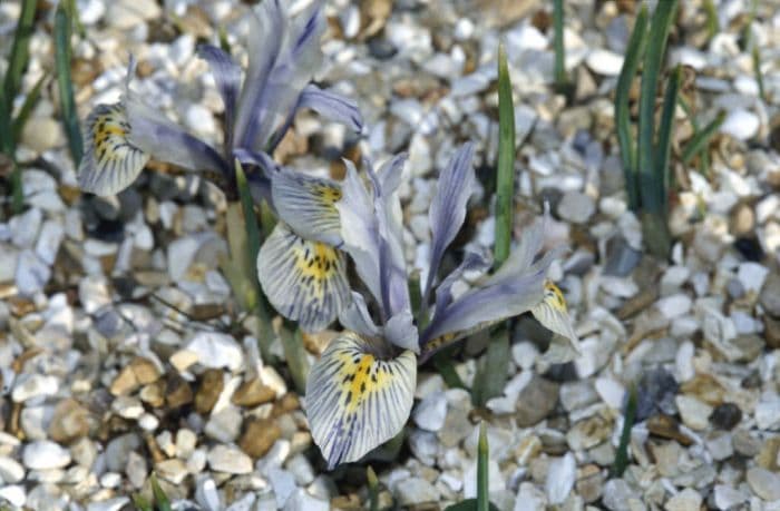 iris 'Katharine Hodgkin'