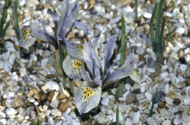 Iris 'Katharine Hodgkin'