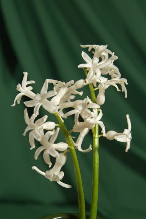 hyacinth 'White Festival'