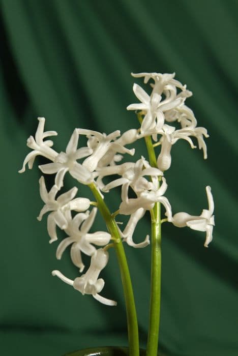 Hyacinth 'White Festival'