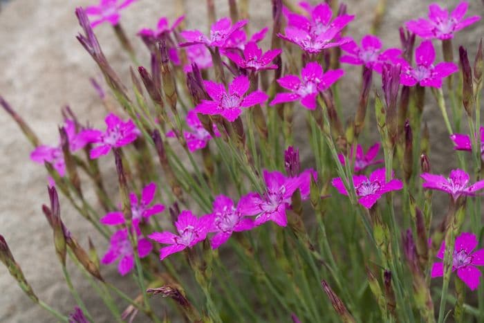 Albanian pink