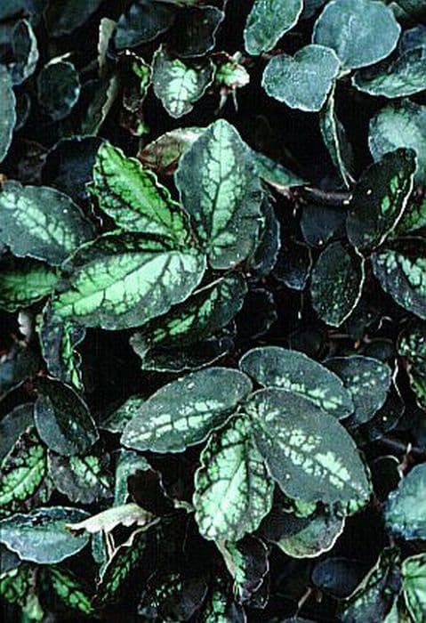 trailing watermelon begonia