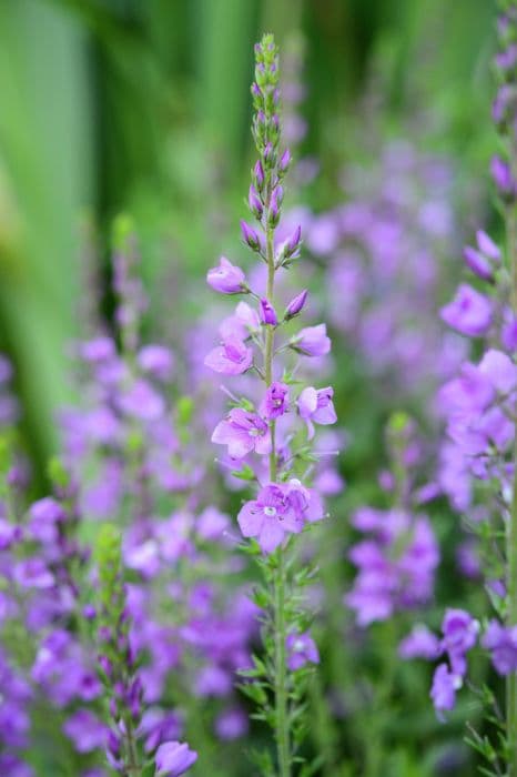 speedwell 'Ellen Mae'