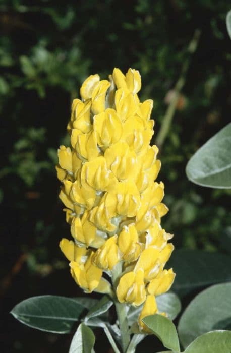 broom 'Yellow Tail'