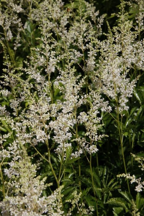 astilbe 'Snowdrift'