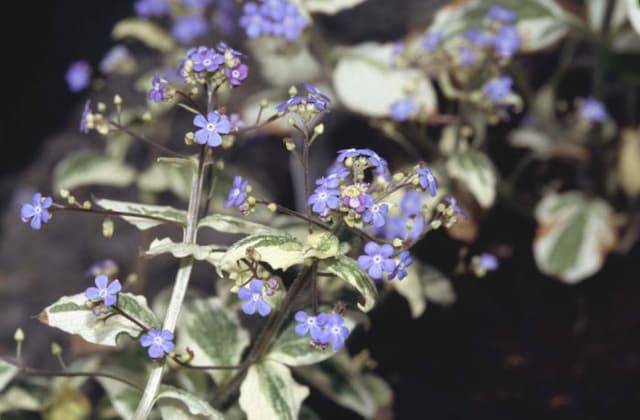 Siberian bugloss 'Dawson's White'