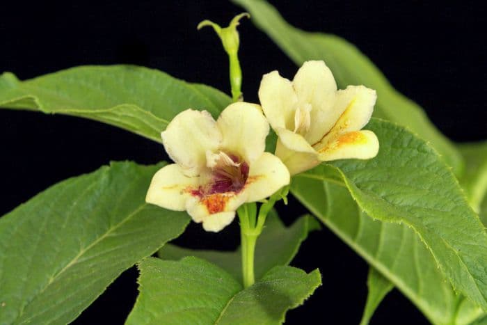 Middendorf weigela 'Mango'