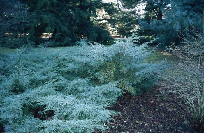 juniper 'Grey Owl'