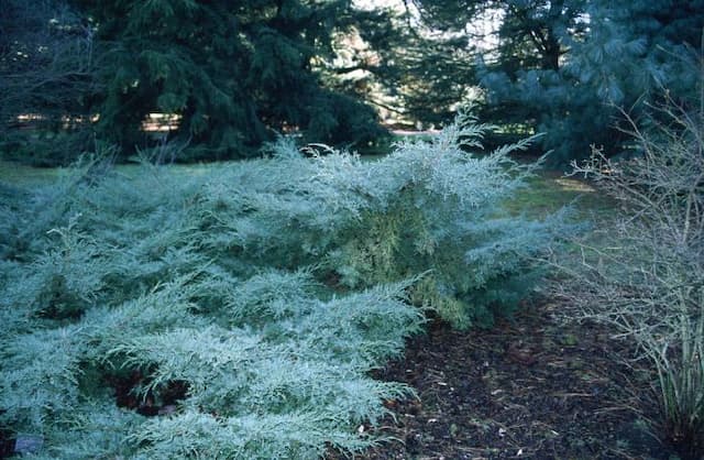 Juniper 'Grey Owl'