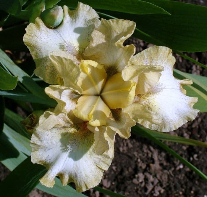 iris 'Goddess of Green'