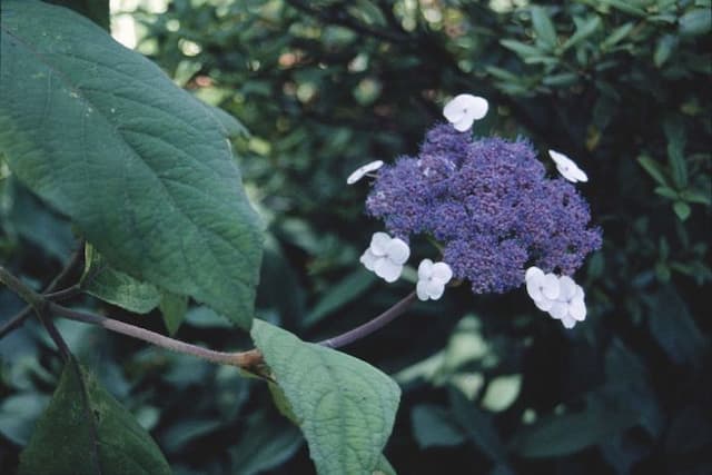 Sargent hydrangea